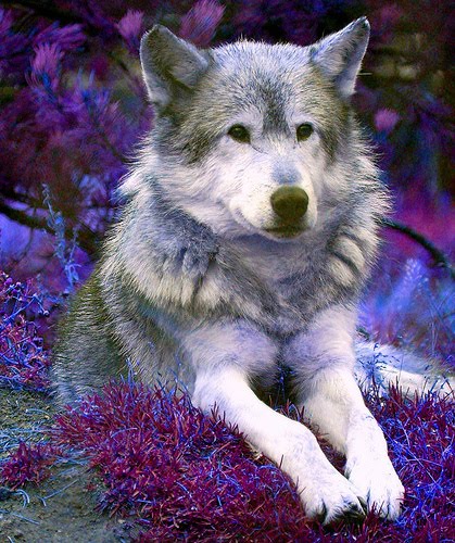 Polarpack: Wolves of Polarpack!!!